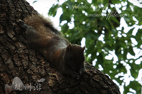 小松鼠,西湖边上的松鼠都已经不怕人了!