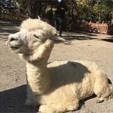 用戶頭像