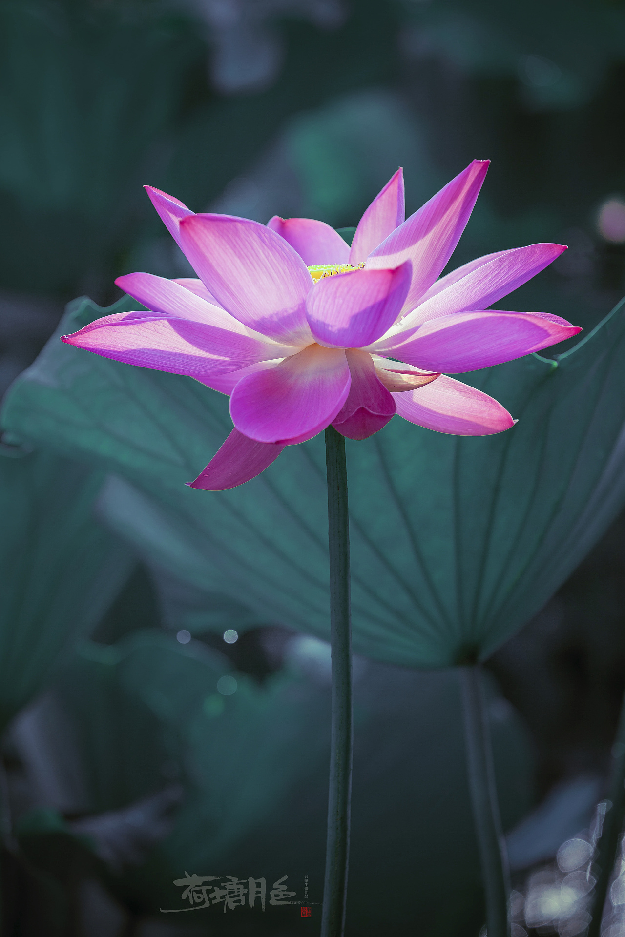 荷塘月色|摄影|其他摄影|妙笔生画 - 原创作品 - 站酷 (zcool)