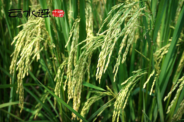 谣不可及 【 汕头 。南靖 】（图ZMjAyMzEwNjA=） - 风光摄影 - 站酷设计师丁满仔原创素材 - 站酷ZCOOL