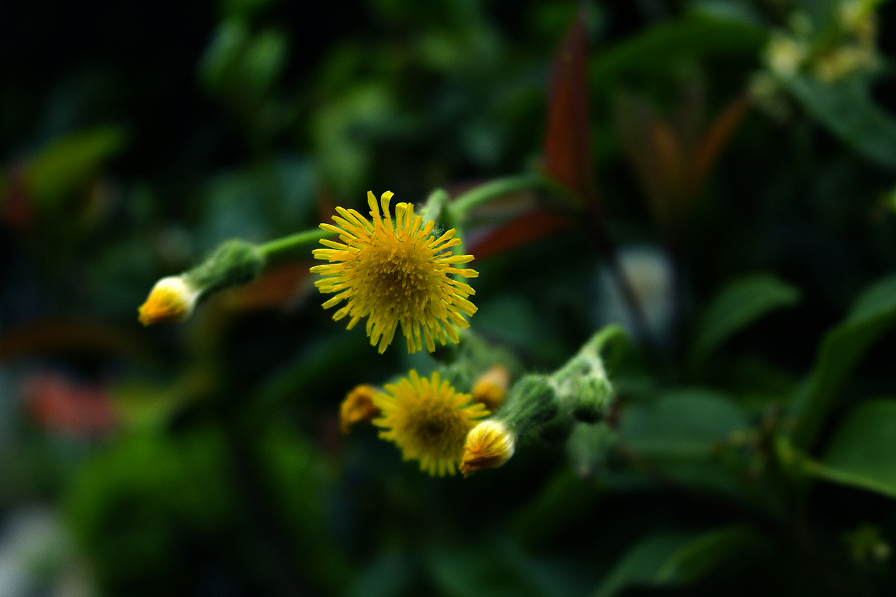 柚子花