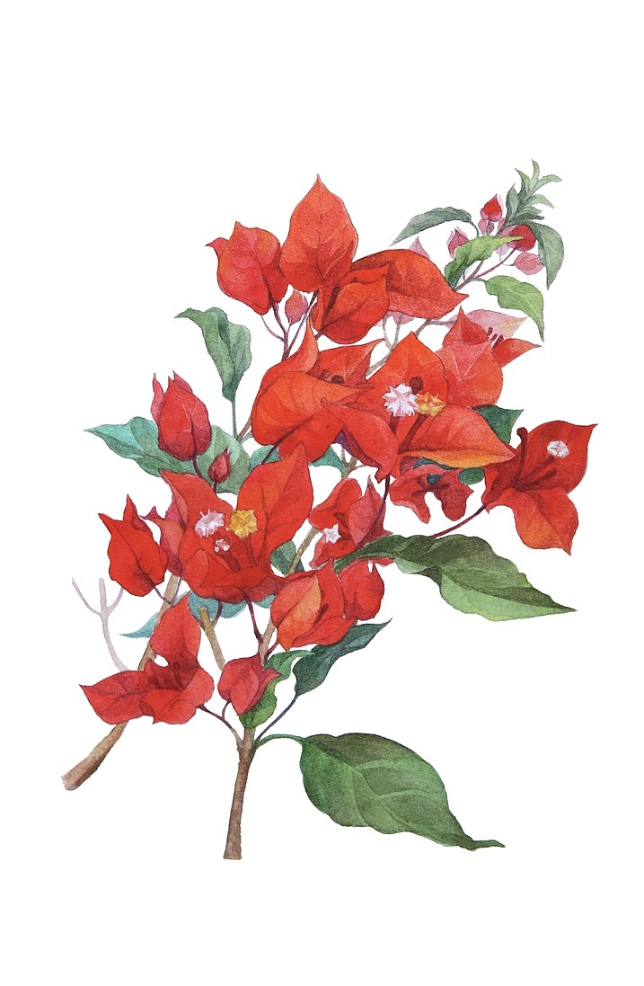 一部分花卉水彩|插画|艺术插画|柒月画画 - 原创作品 - 站酷 (zcool)