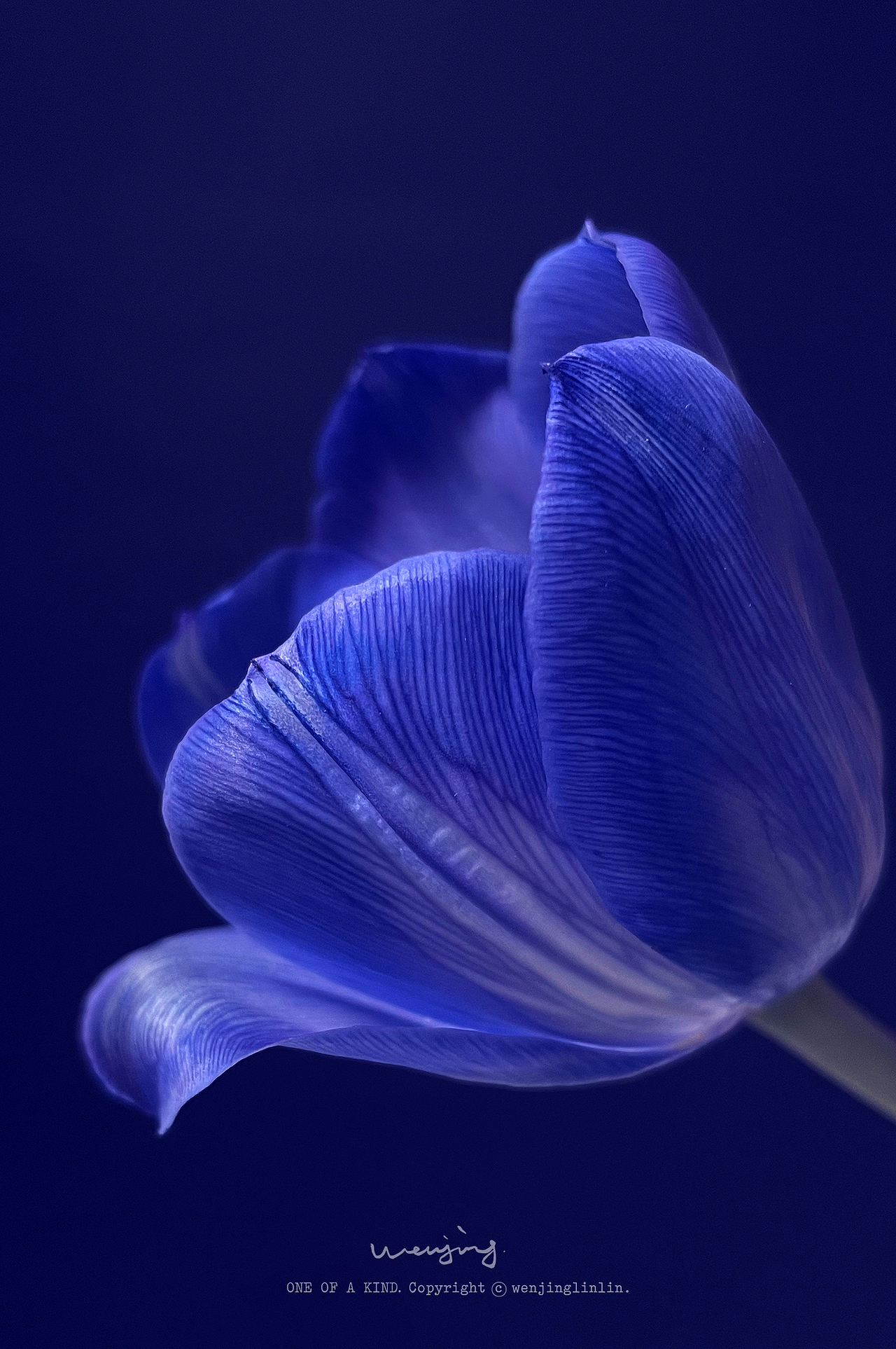 深入陪伴一朵花。