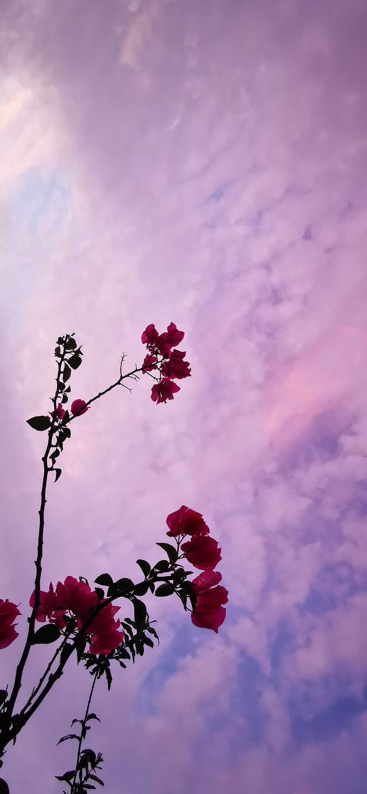 紫色天空（图ZMjE1ODMzMzgw） - 人文/纪实摄影 - 站酷设计师Z47702288原创素材 - 站酷ZCOOL