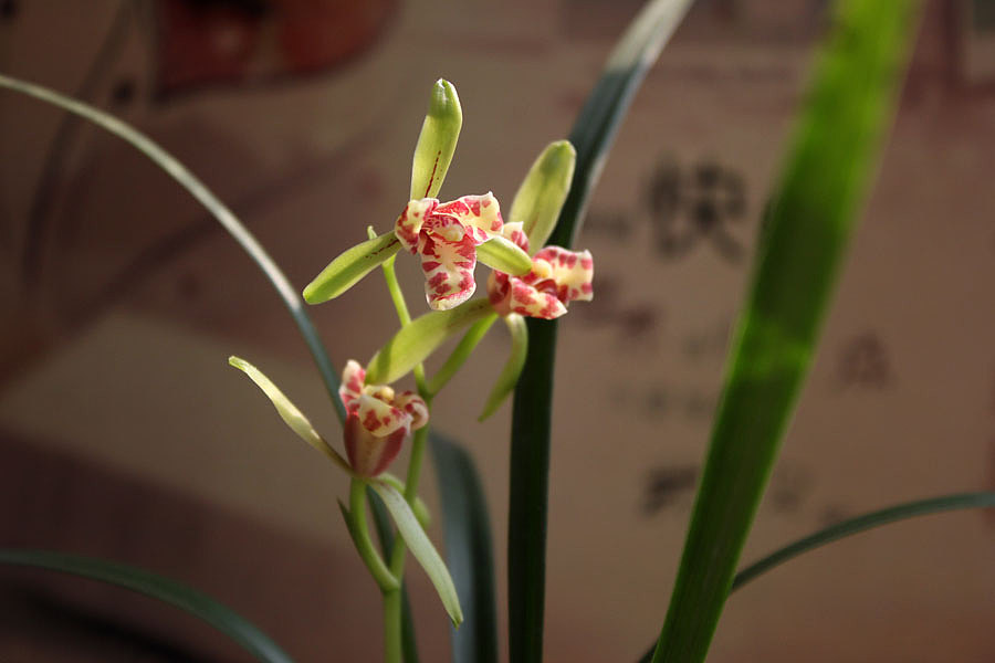 吹吹蝶开香飘远