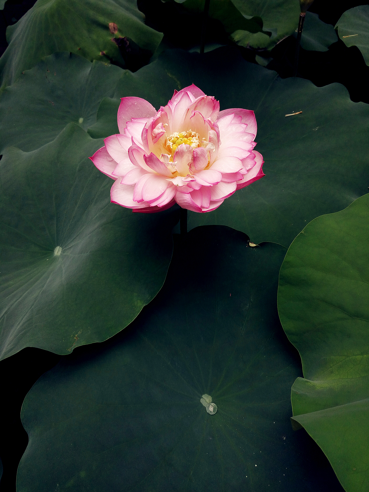 莲|摄影|其他摄影|仙人掌sxw_原创作品-站酷zcool