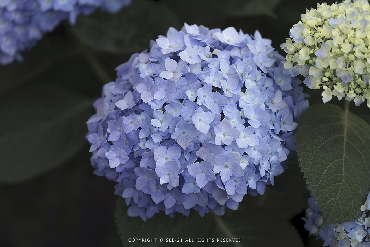 初夏的颜色 无尽夏