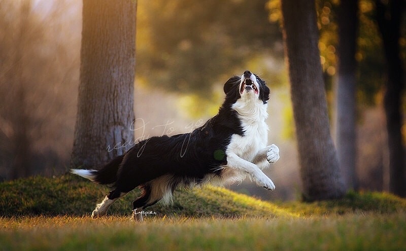 用境摄 去影心【动物摄影师何某某个人作品4】