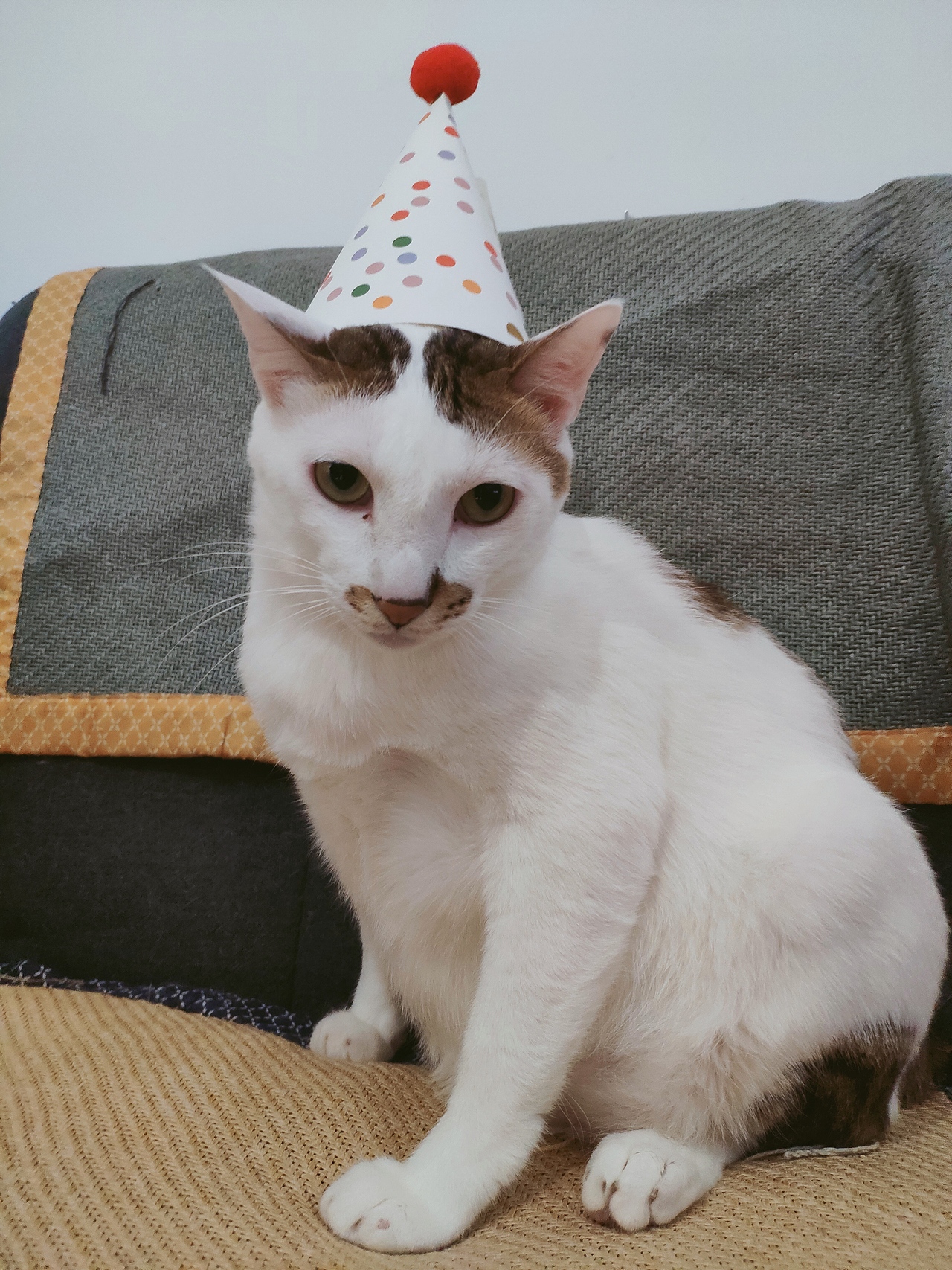 我的大胖年生日快乐（图ZMjA3ODk3NzMy） - 创作习作 - 站酷设计师biubiubiu001原创素材 - 站酷ZCOOL