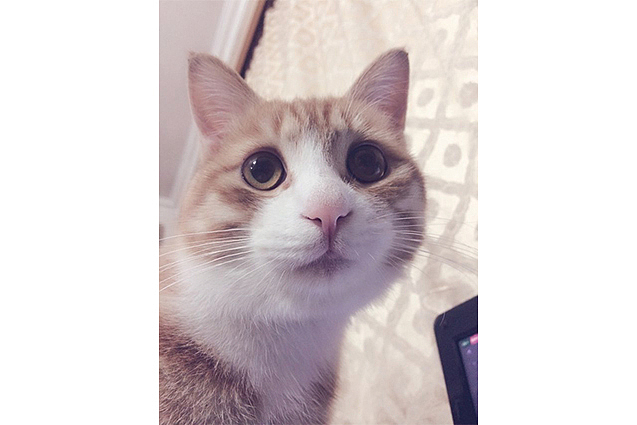 家有猫咪一枚(图ZMTU4MTU0Njg=) - 宠物摄影 - 站酷设计师耳朵_养小魚原创素材 - 站酷ZCOOL