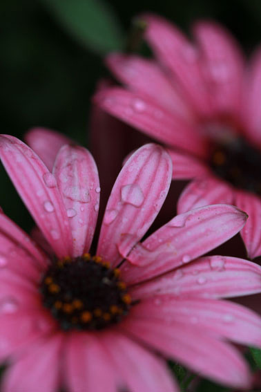 【摄影】那些它－猫－蝶－花（图ZNTkwNDczMg==） - 风光摄影 - 站酷设计师naza原创素材 - 站酷ZCOOL