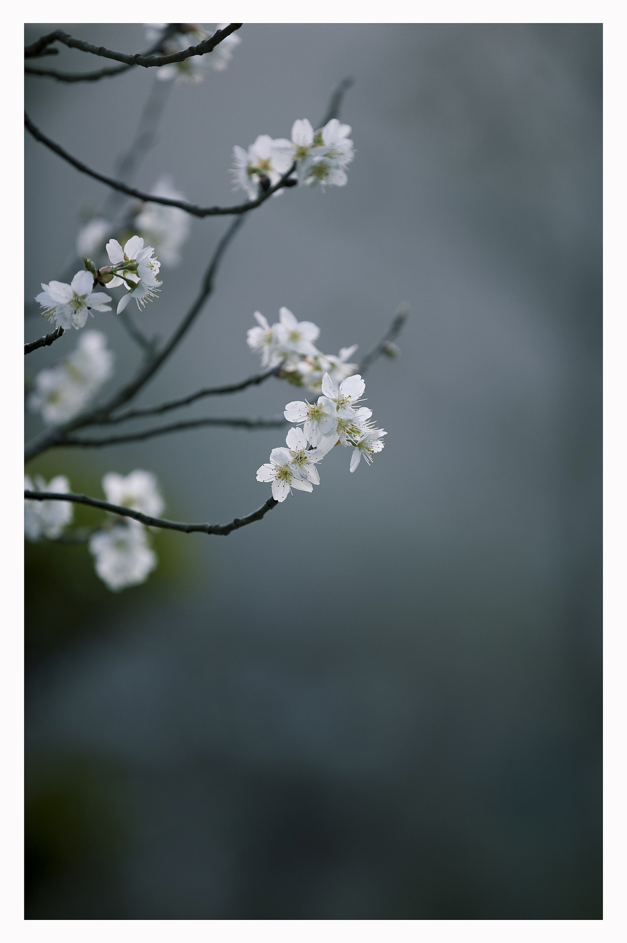 春花（图ZMjkzMjIwODA4） - 人文/纪实摄影 - 站酷设计师金徽高旭原创素材 - 站酷ZCOOL