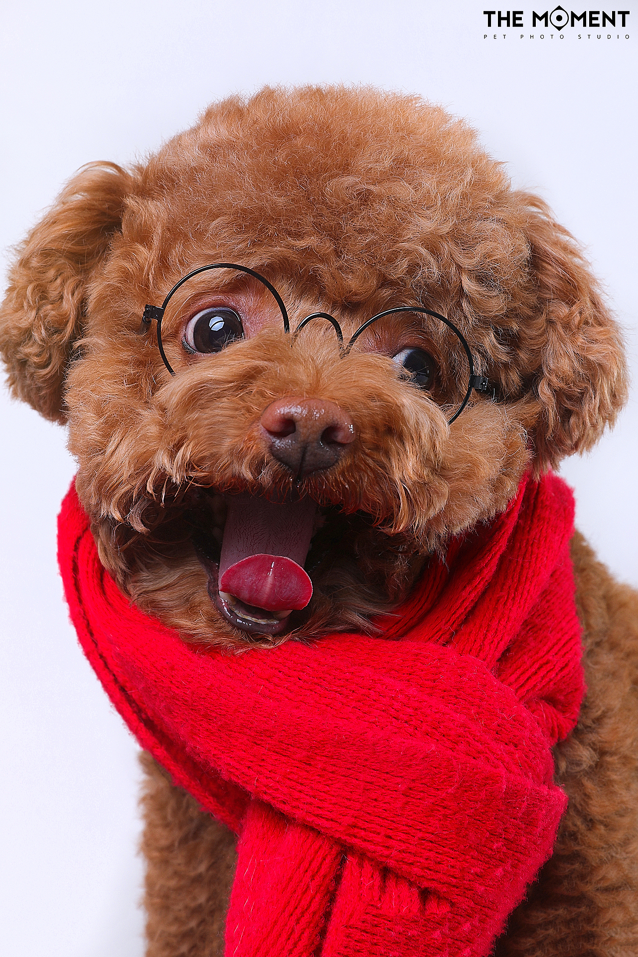 宠物摄影 萌宠造型秀