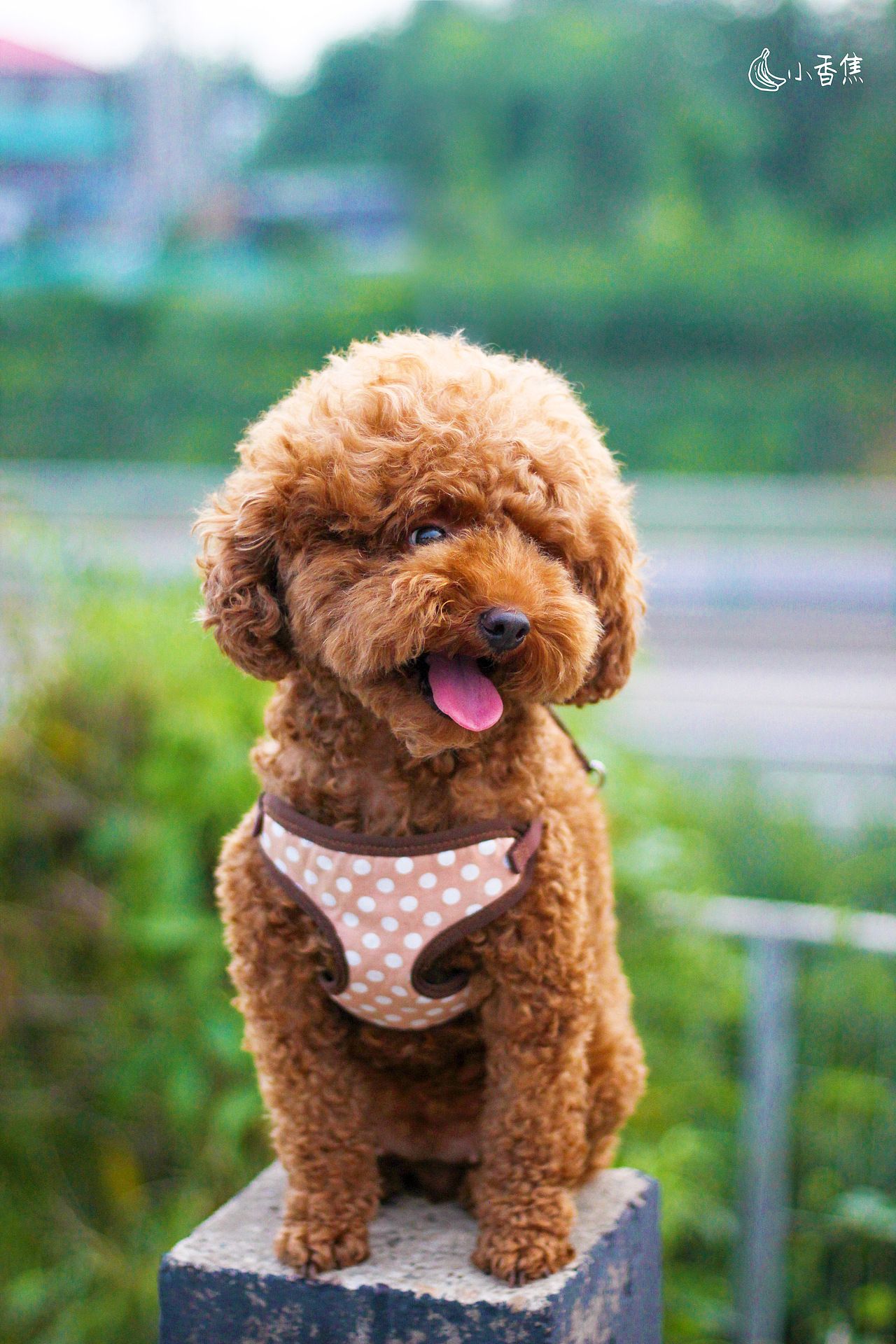 宠物摄影（图ZMjQwOTEzMDU2） - 宠物摄影 - 站酷设计师焦喜庆原创素材 - 站酷ZCOOL