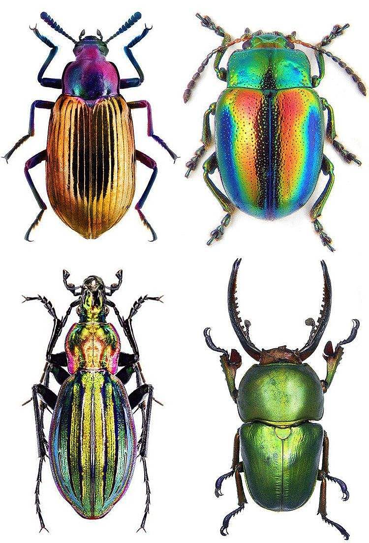 甲壳虫昆虫 图案图片
