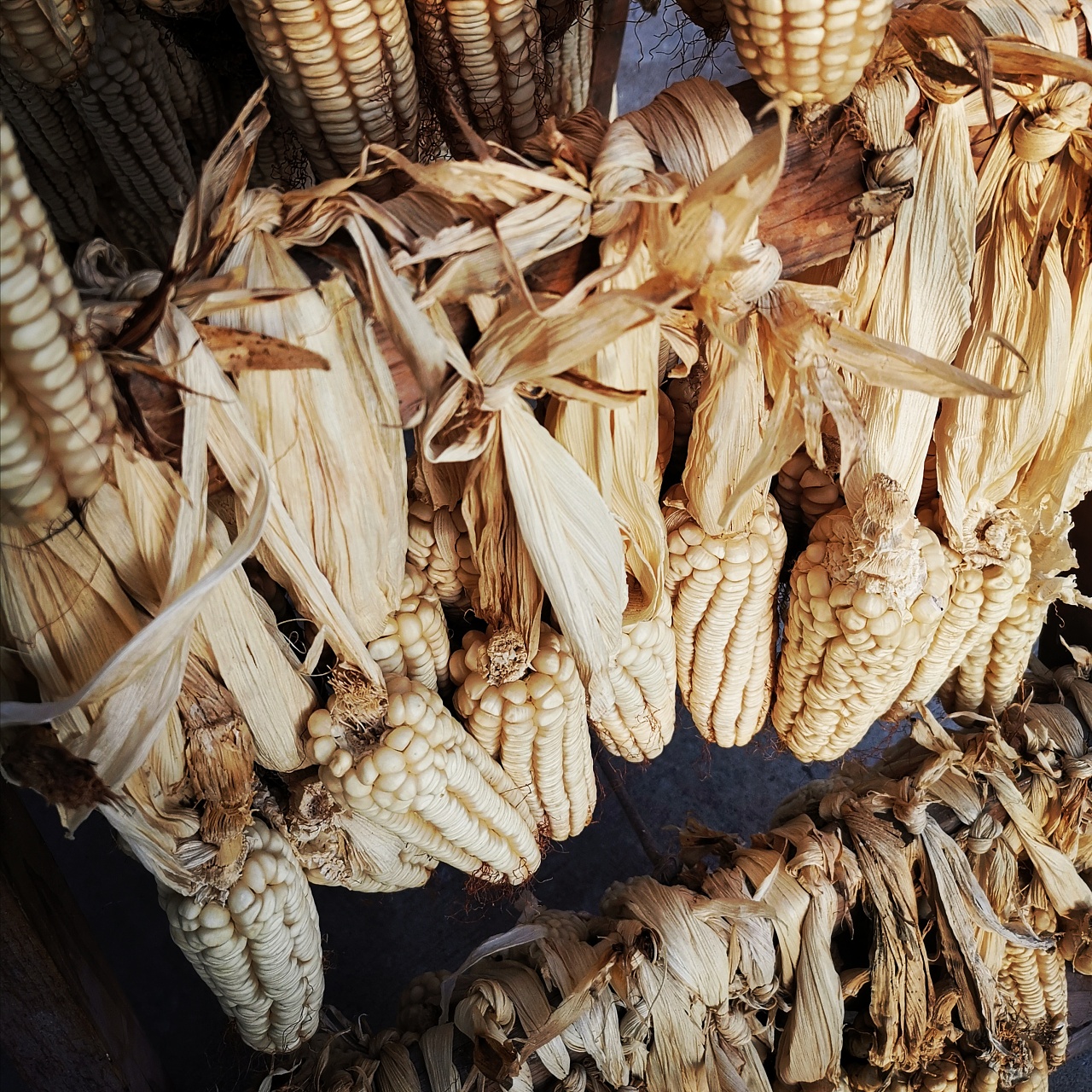 干玉米,丰收季! - 原创作品 - 站酷(zcool)