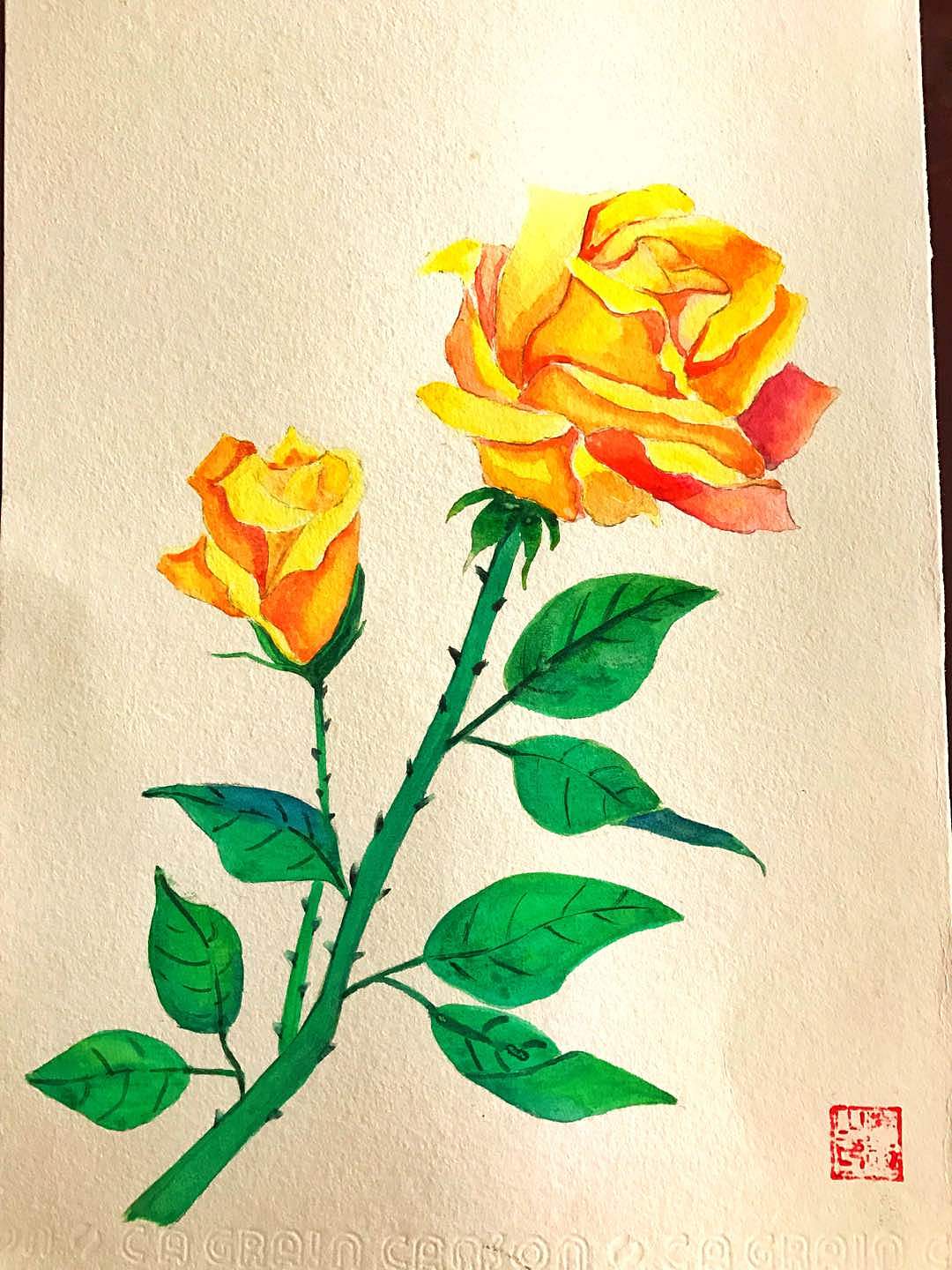 日常练习水彩作品