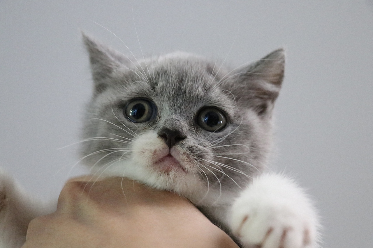 602英短蓝白母花脸猫舍英短猫沐米猫舍