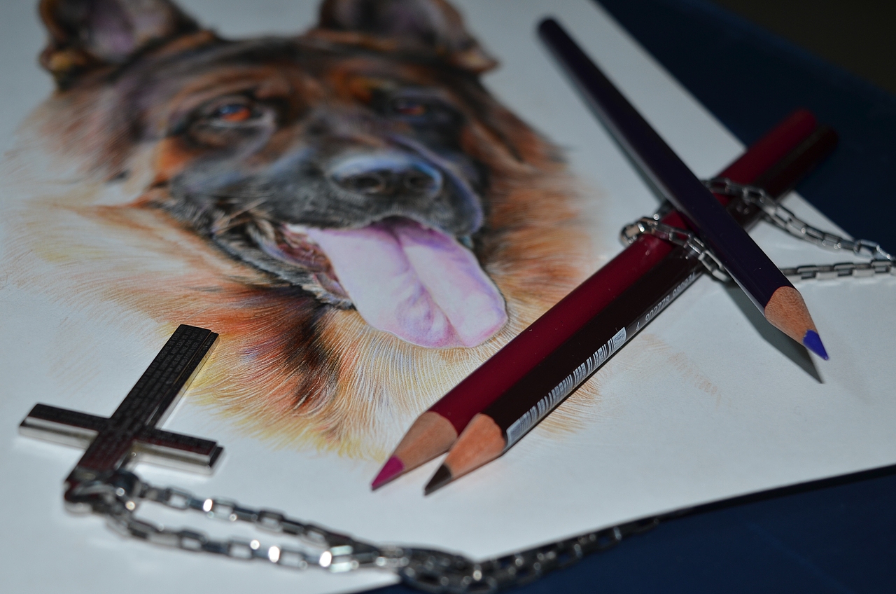 GERMANSHEPHERD DOG HEAD SHOT（图ZMjM3NjgwMDA=） - 绘画 - 站酷设计师狼王加冕原创素材 - 站酷ZCOOL