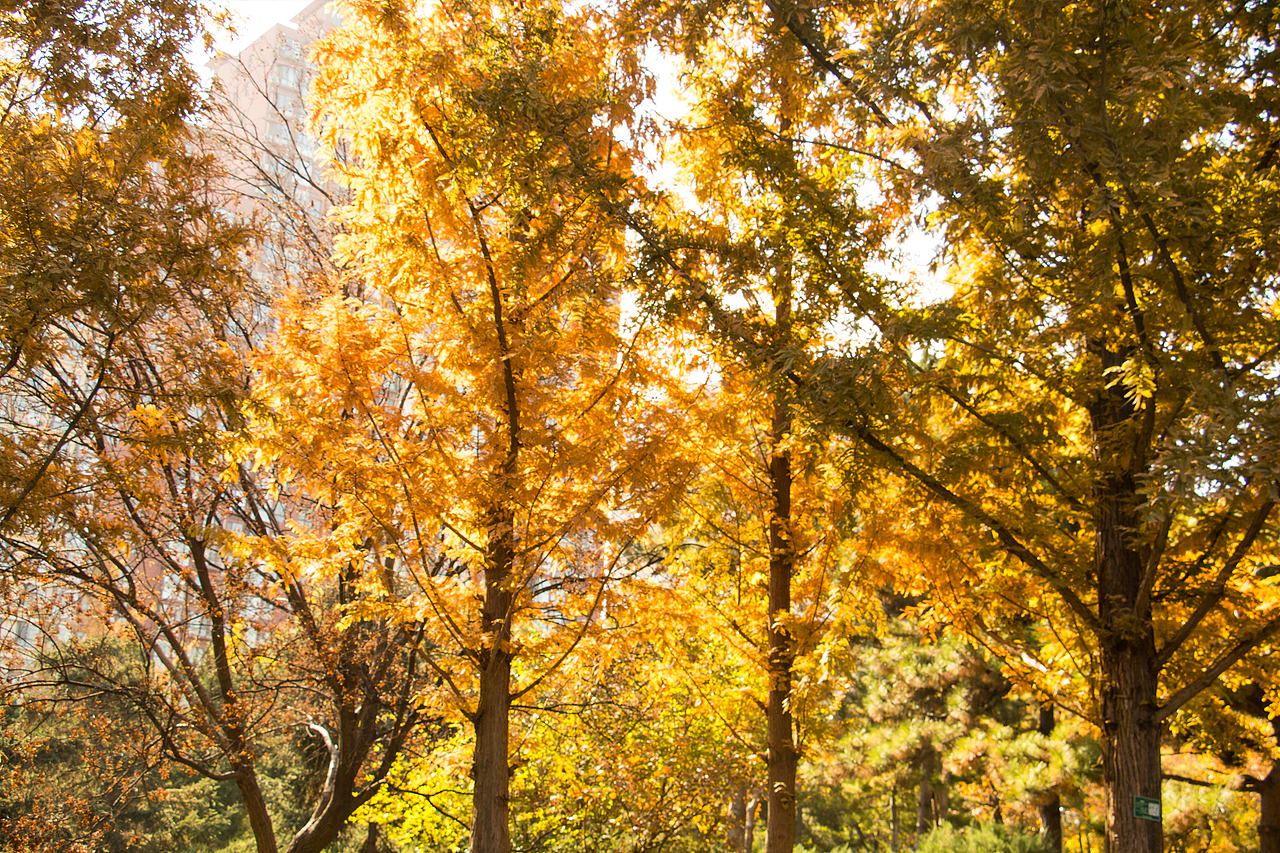 阳光灿烂的日子