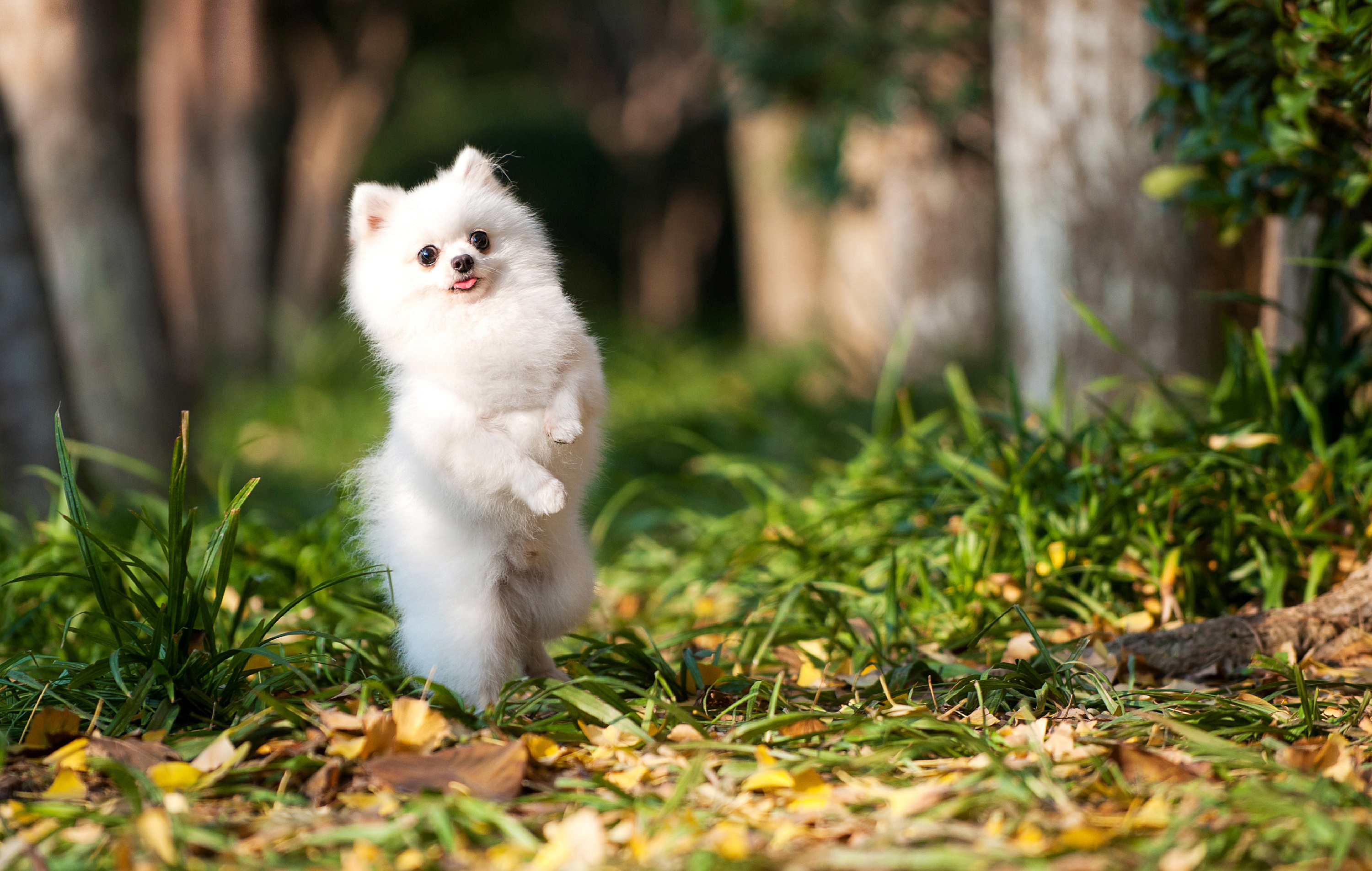 最近几张萌娃的外景照|摄影|动物|huahua456 - 原创作品 - 站酷