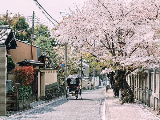 京都.樱花飘落