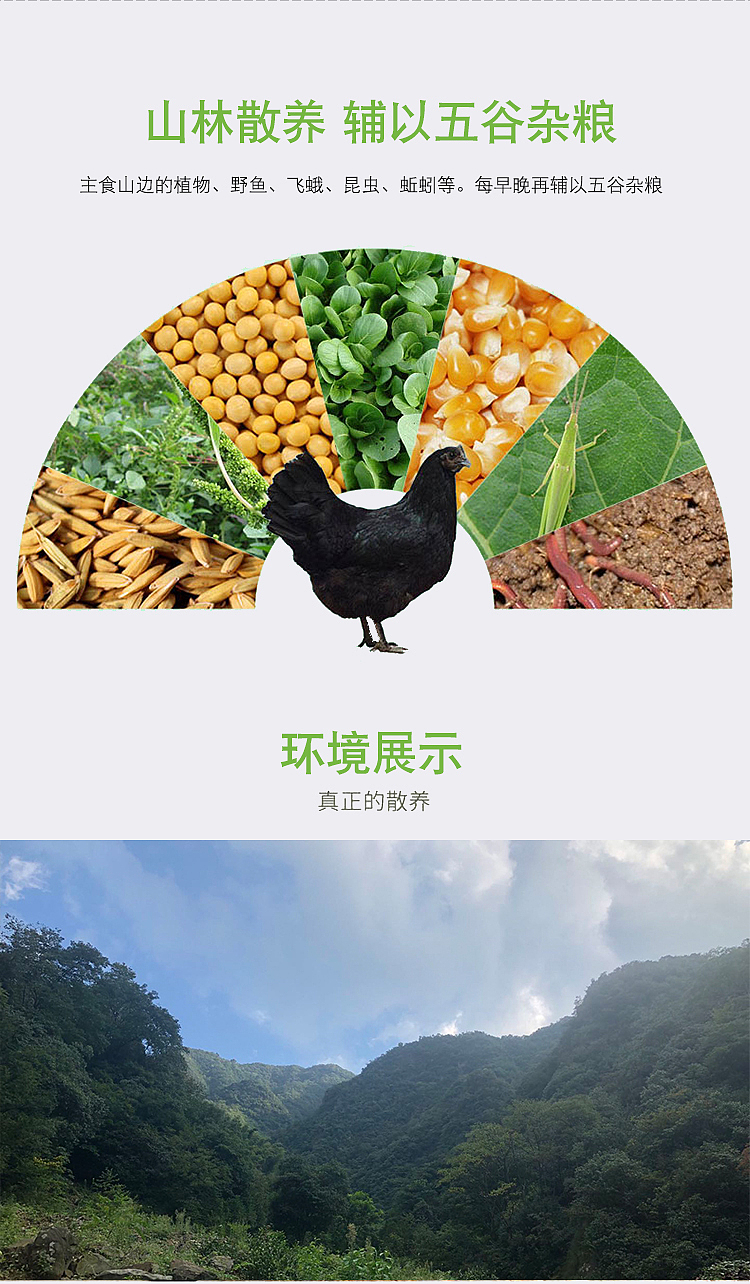 农产品乌鸡蛋详情页（图ZMjMwOTA3NTc2） - 电商 - 站酷设计师鱼乐可原创素材 - 站酷ZCOOL