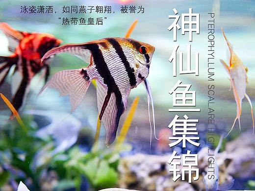 神仙鱼活体鱼淘宝产品详情页设计
