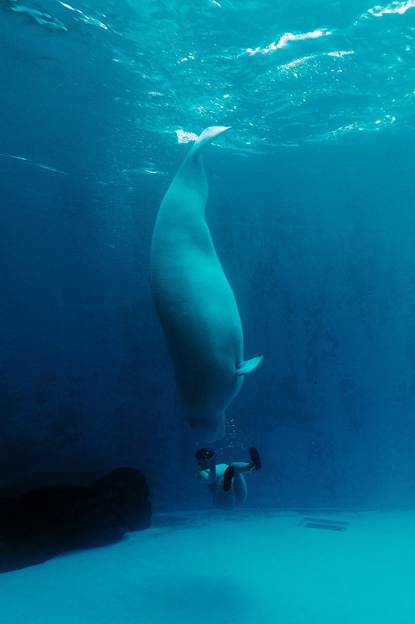 白鲸之恋（图ZMTA4NzQ0ODg0） - 宠物摄影 - 站酷设计师摄魂逐影原创素材 - 站酷ZCOOL