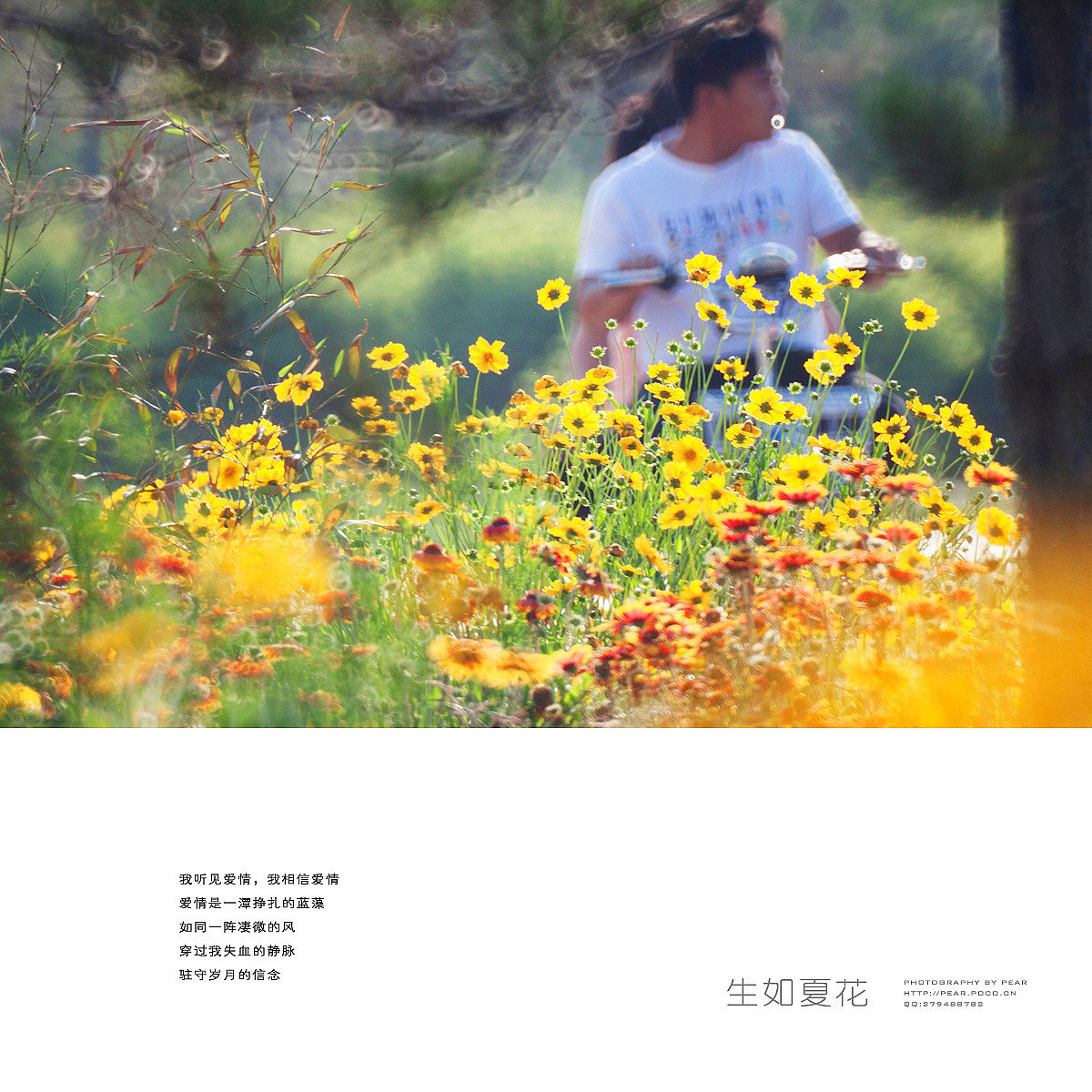 生如夏花（图ZMjk4OTk4MDA=） - 风光摄影 - 站酷设计师pear1103原创素材 - 站酷ZCOOL