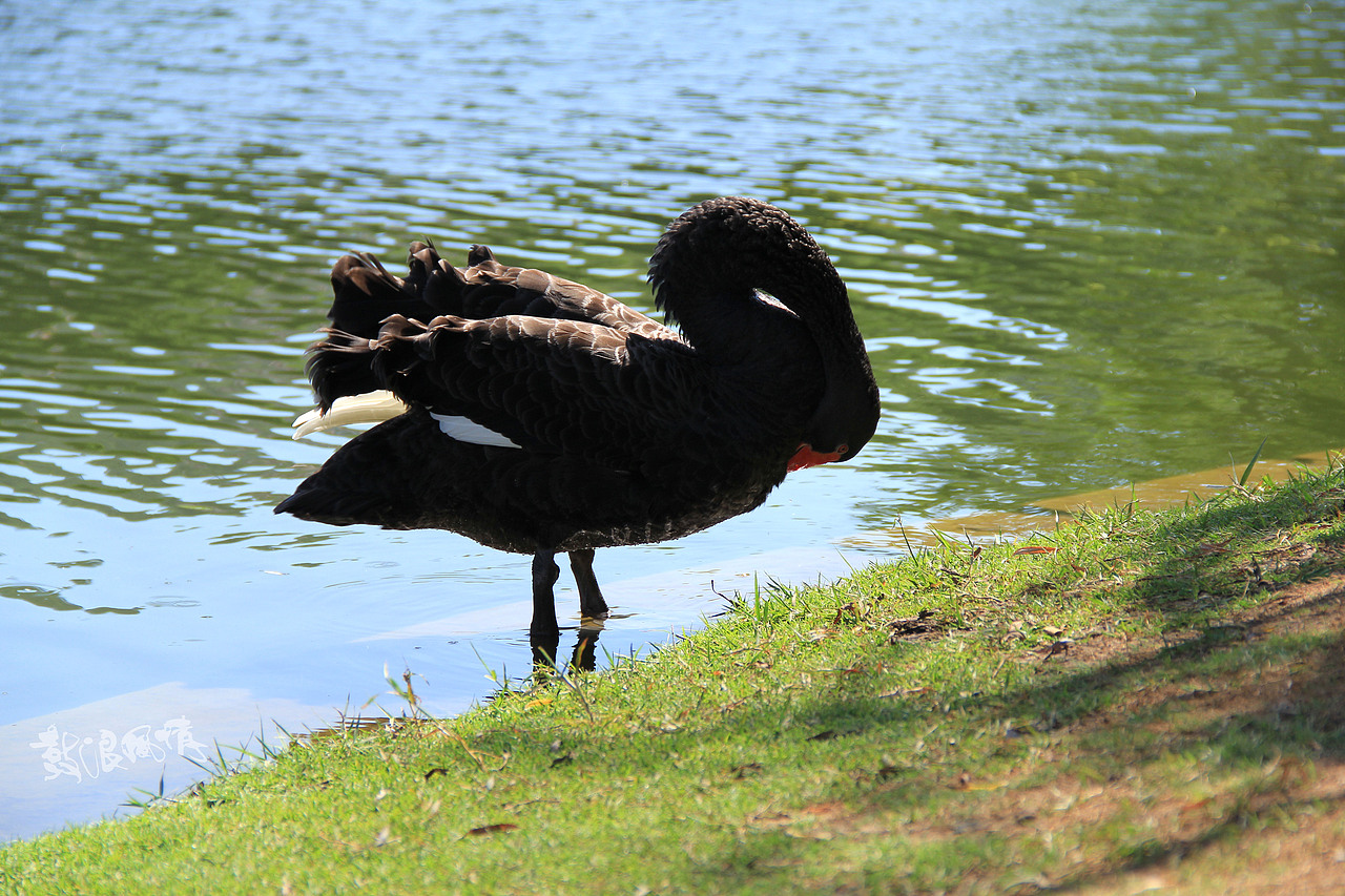 福建厦门-鼓浪风情（图ZMTA0Mjk5MTY0） - 风光摄影 - 站酷设计师莫莫摄影原创素材 - 站酷ZCOOL