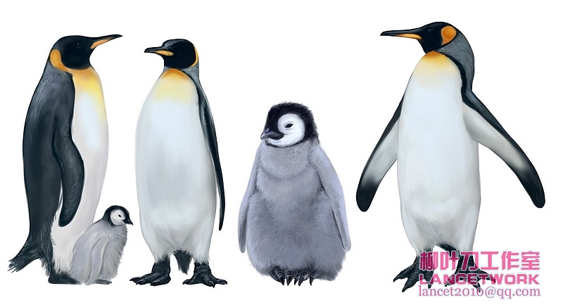 动植物插画小品