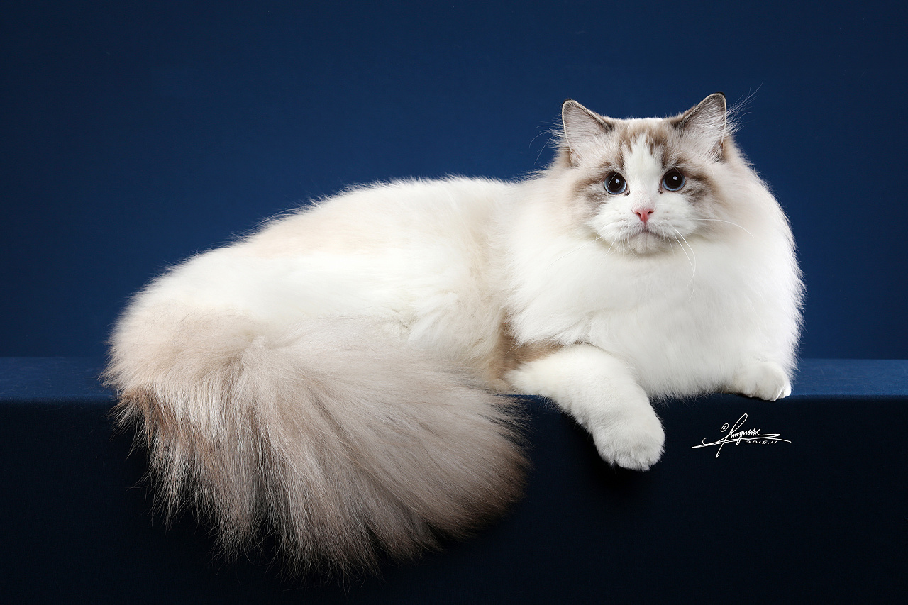 布偶猫|摄影|宠物摄影|amyworks赛猫摄影 - 原创作品 - 站酷 (zcool)