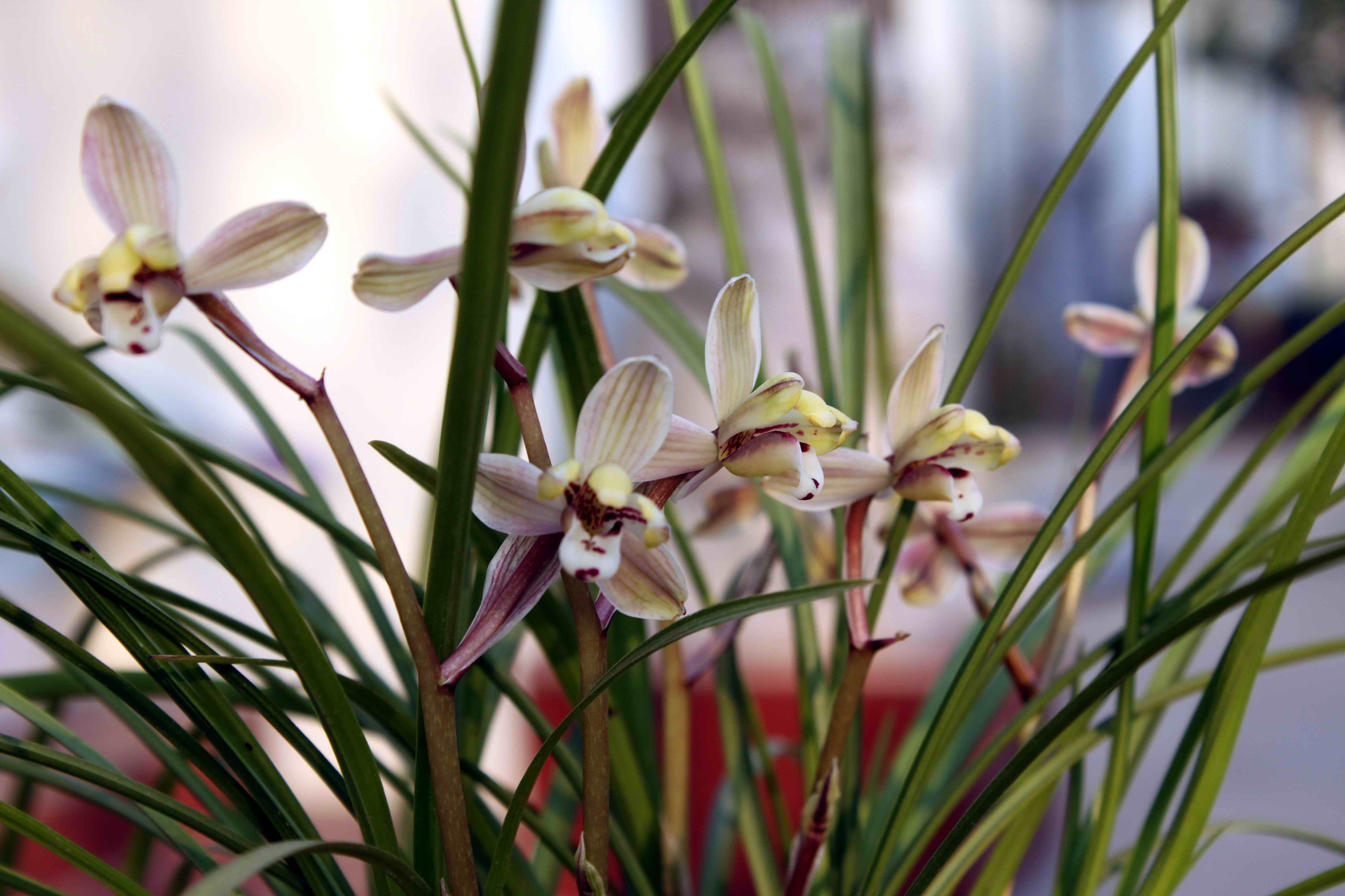 【莲瓣兰】滇梅