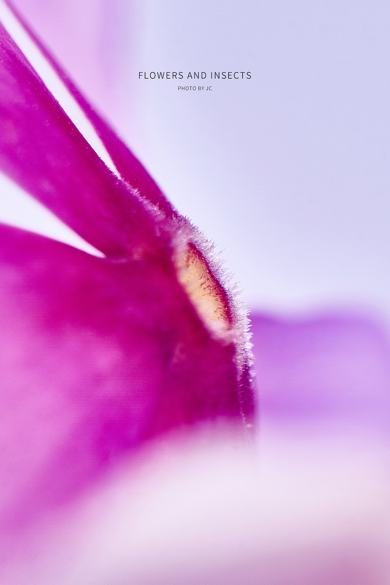 花與蟲微距攝影（圖ZMjcyMjIyOTgw） - 其他攝影 - 站酷設(shè)計(jì)師ioofun原創(chuàng)素材 - 站酷ZCOOL