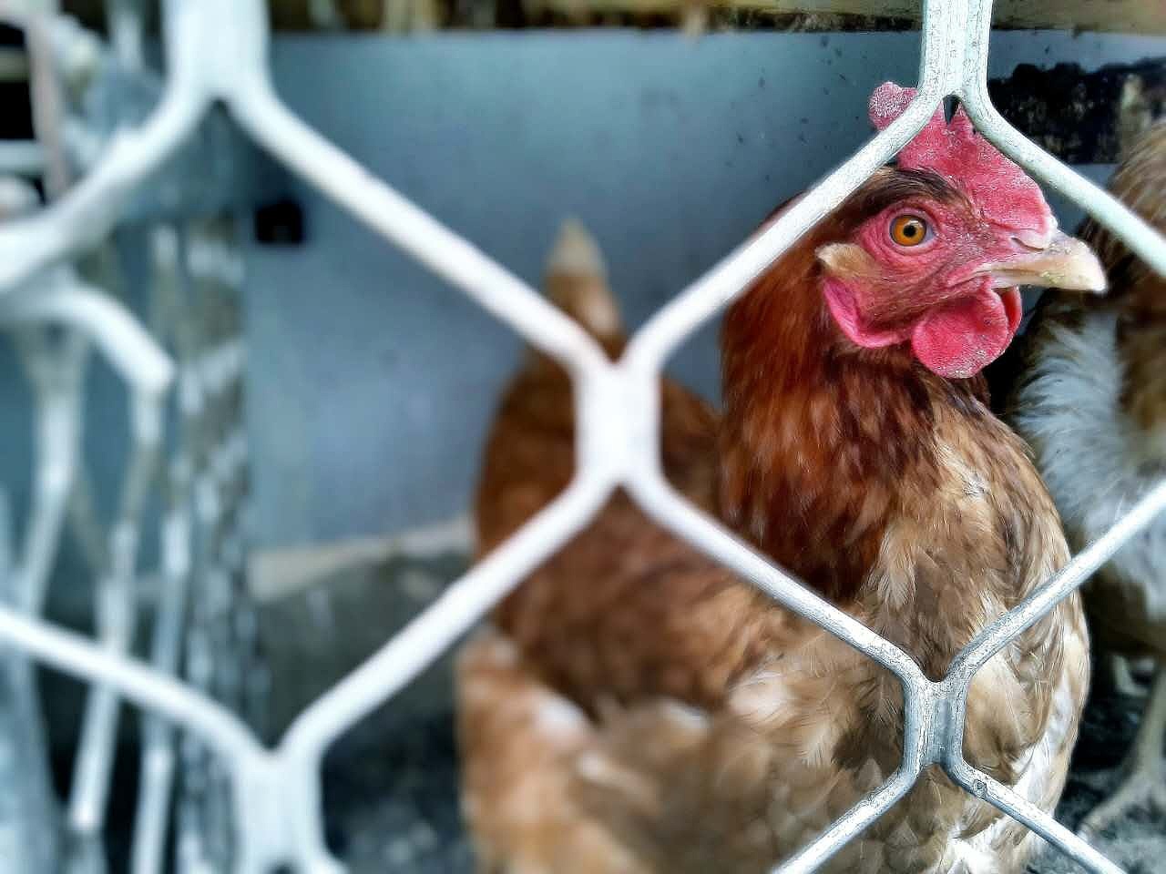 张村儿半日游-一只鸡的惆怅