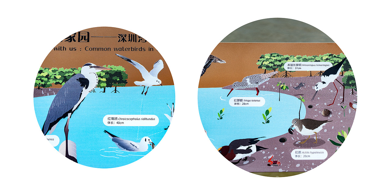 深圳湾公园湿地主题解说牌(图ZMjk1MDM5NDY4) - 图案 - 站酷设计师tofu豆腐原创素材 - 站酷ZCOOL
