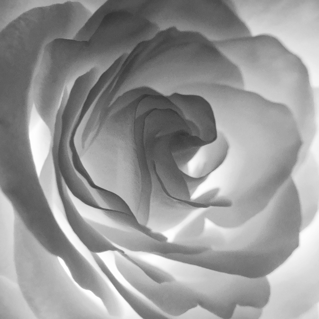 手机花卉摄影作品（图ZNzg0MjQ2NzY=） - 产品摄影 - 站酷设计师杭州黄一能原创素材 - 站酷ZCOOL