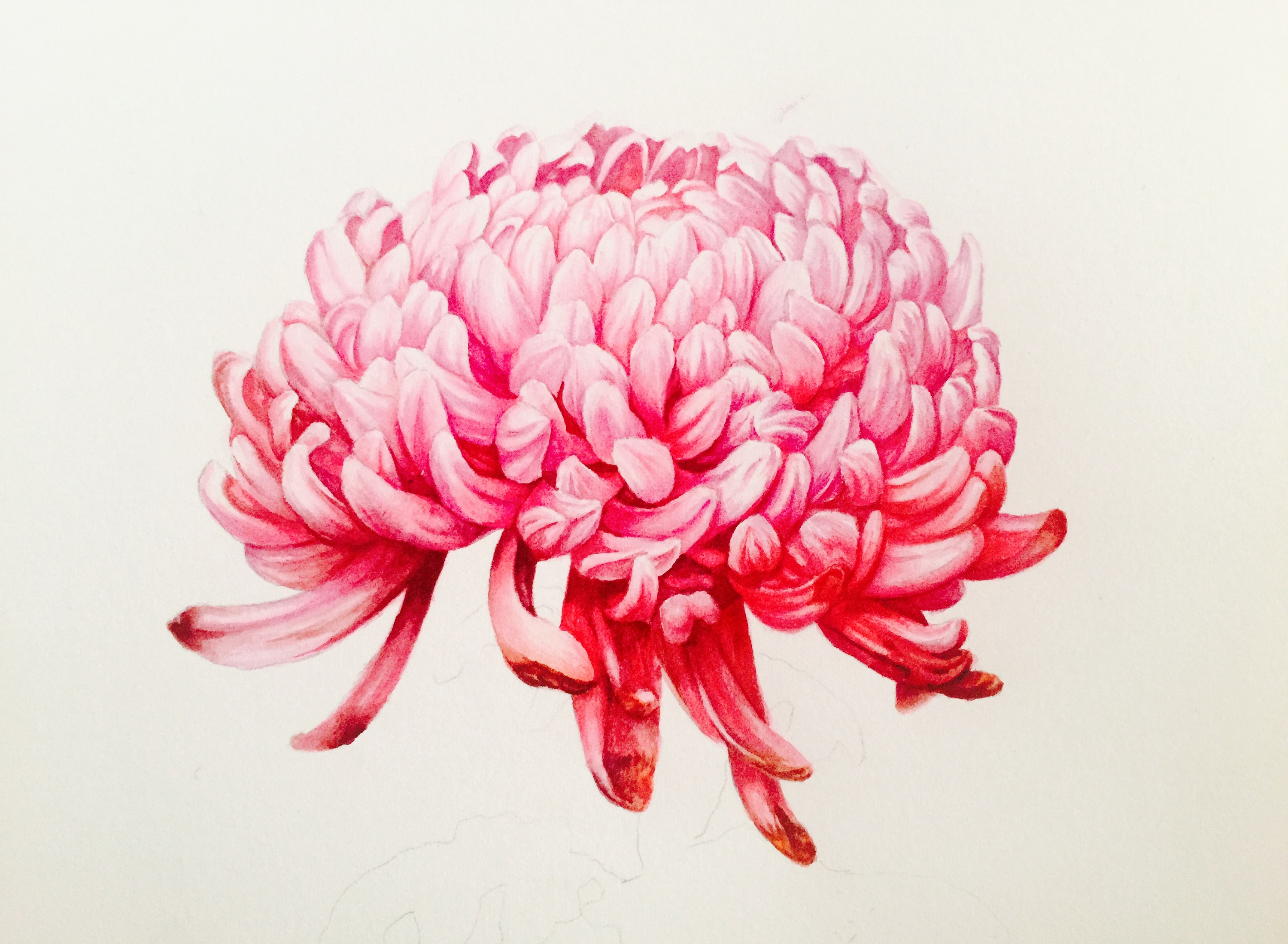 水彩 花卉 原创作品 粉色菊花