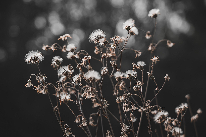 野外开花植物逆光