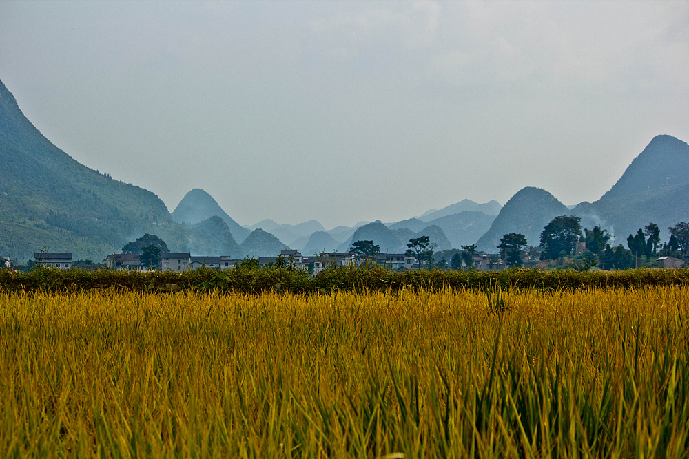 丰收季节（图ZMTE4MTAyNjQ=） - 风光摄影 - 站酷设计师五条腿的蜗牛原创素材 - 站酷ZCOOL