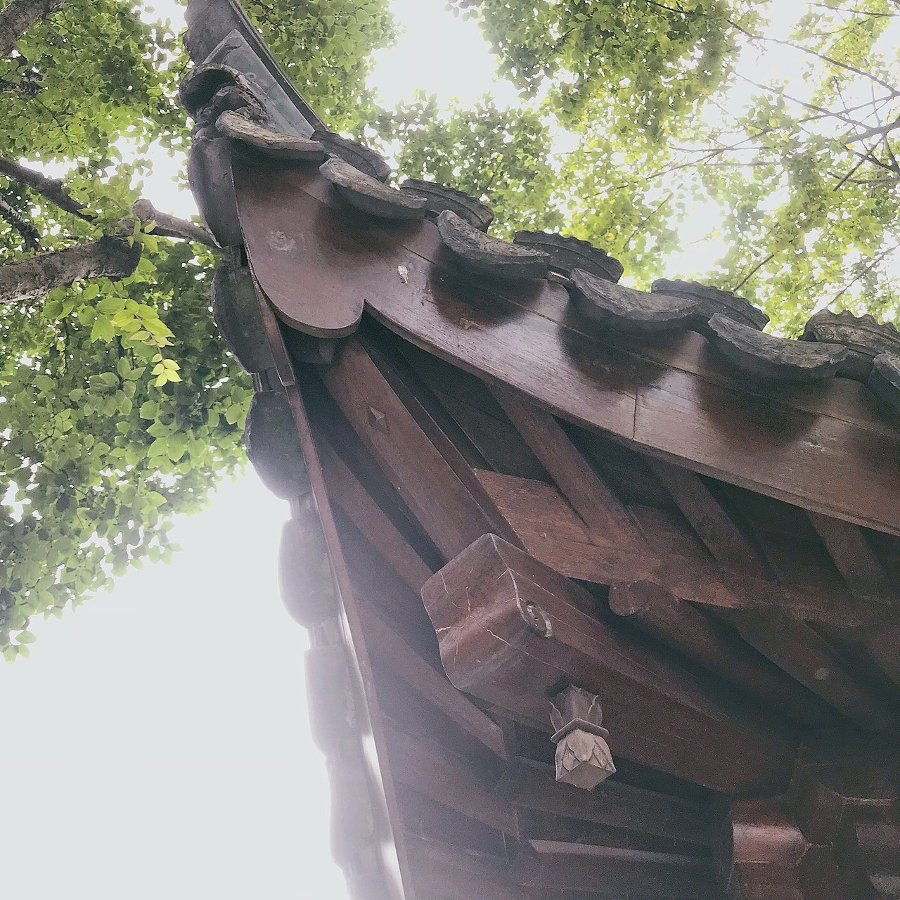 手机摄影 - 上海 - 嘉定北