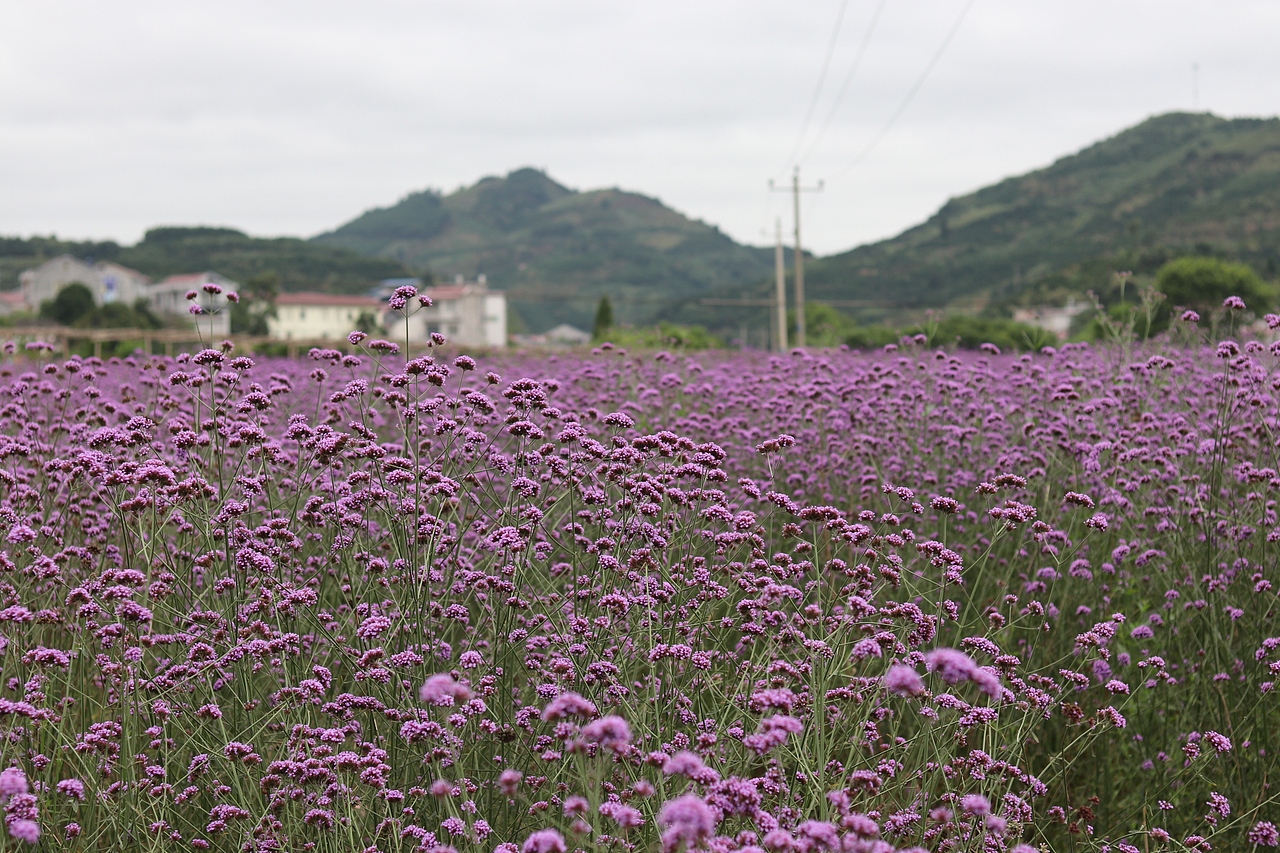 花海（图ZMTMzMjE0NjY4） - 风光摄影 - 站酷设计师梦醒时分sr原创素材 - 站酷ZCOOL
