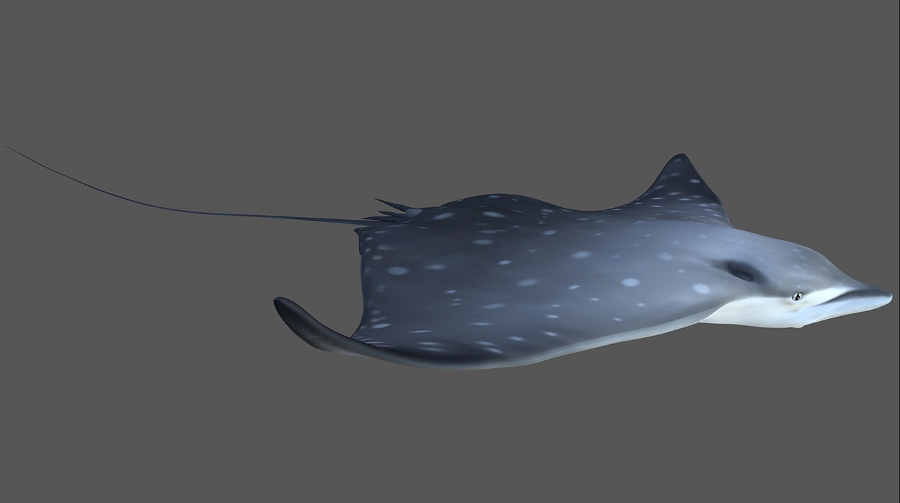 海洋动物模型制作-鳐鱼|三维|动画/影视|海盗大爷 - 原创作品 - 站酷