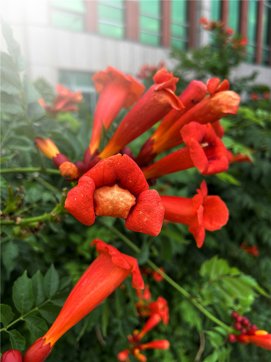 刘勇良手机纪实摄影:凌霄花开红艳艳