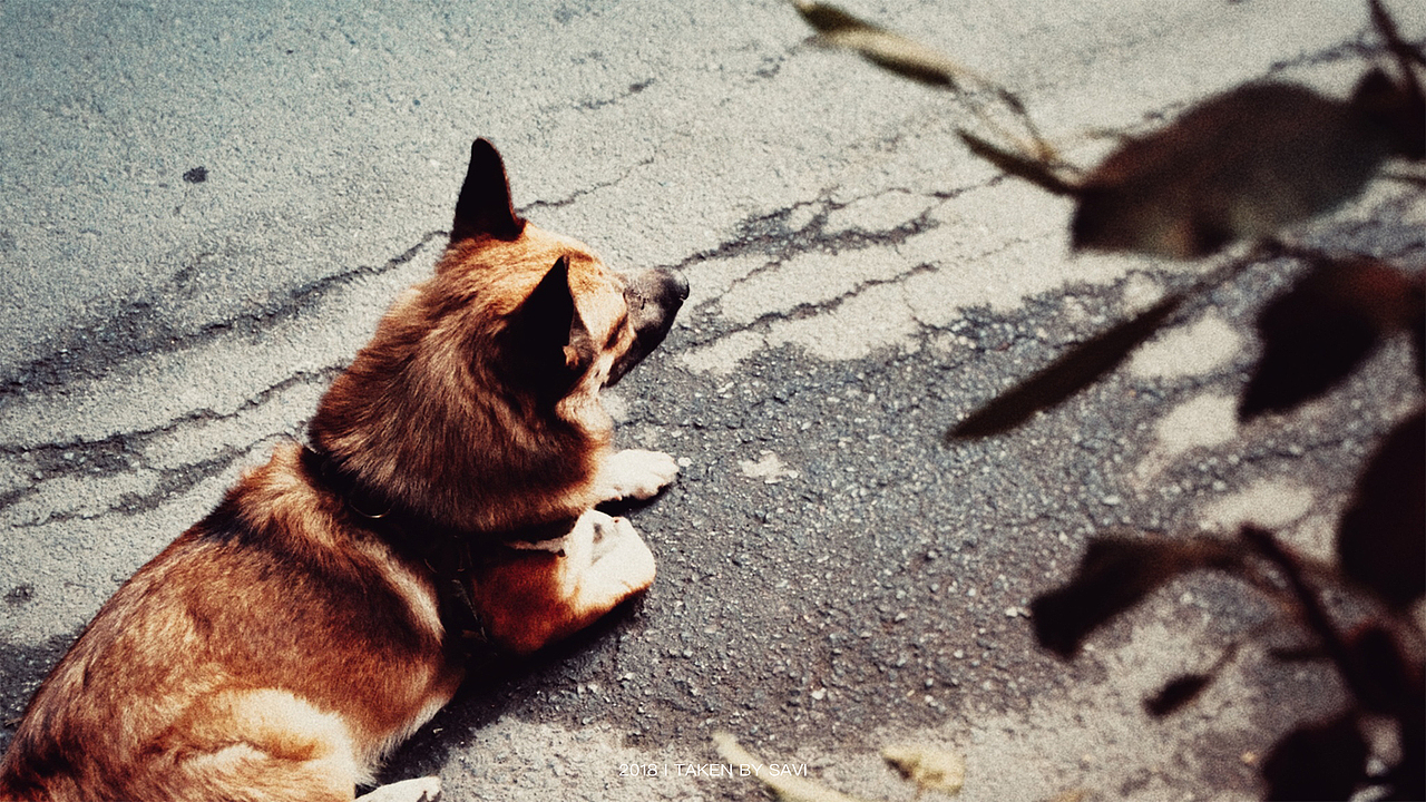 嘿,
别等了。<br>它外面早就有了别的狗,<br>你问它它还不肯说。<br>