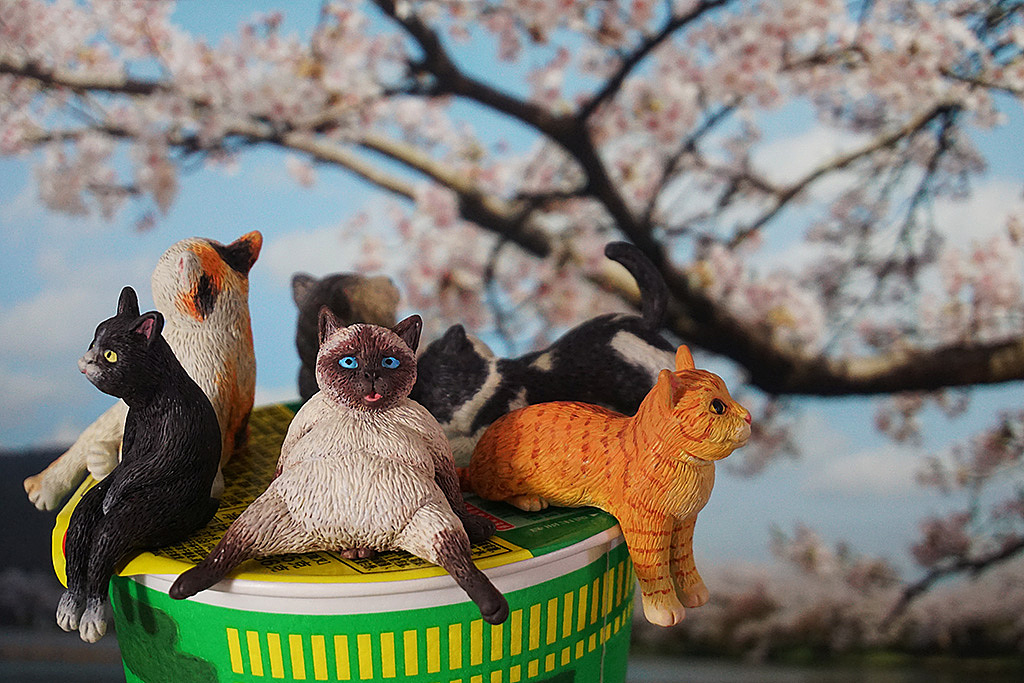 6只小咪：这泡面我们能压一年鸭！（图ZMTQ4ODM3MzYw） - 手办/模玩 - 站酷设计师WMM王麦麦原创素材 - 站酷ZCOOL