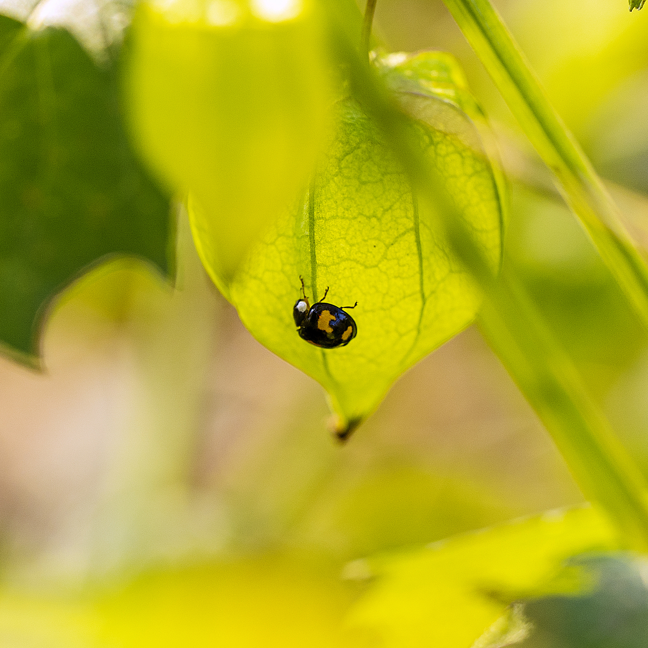 绿意盎然灯笼果（图ZMTg4ODk2ODgw） - 风光摄影 - 站酷设计师大侠彭娜娜原创素材 - 站酷ZCOOL