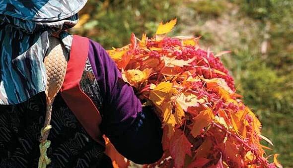 青藏青藜 - 藜麦