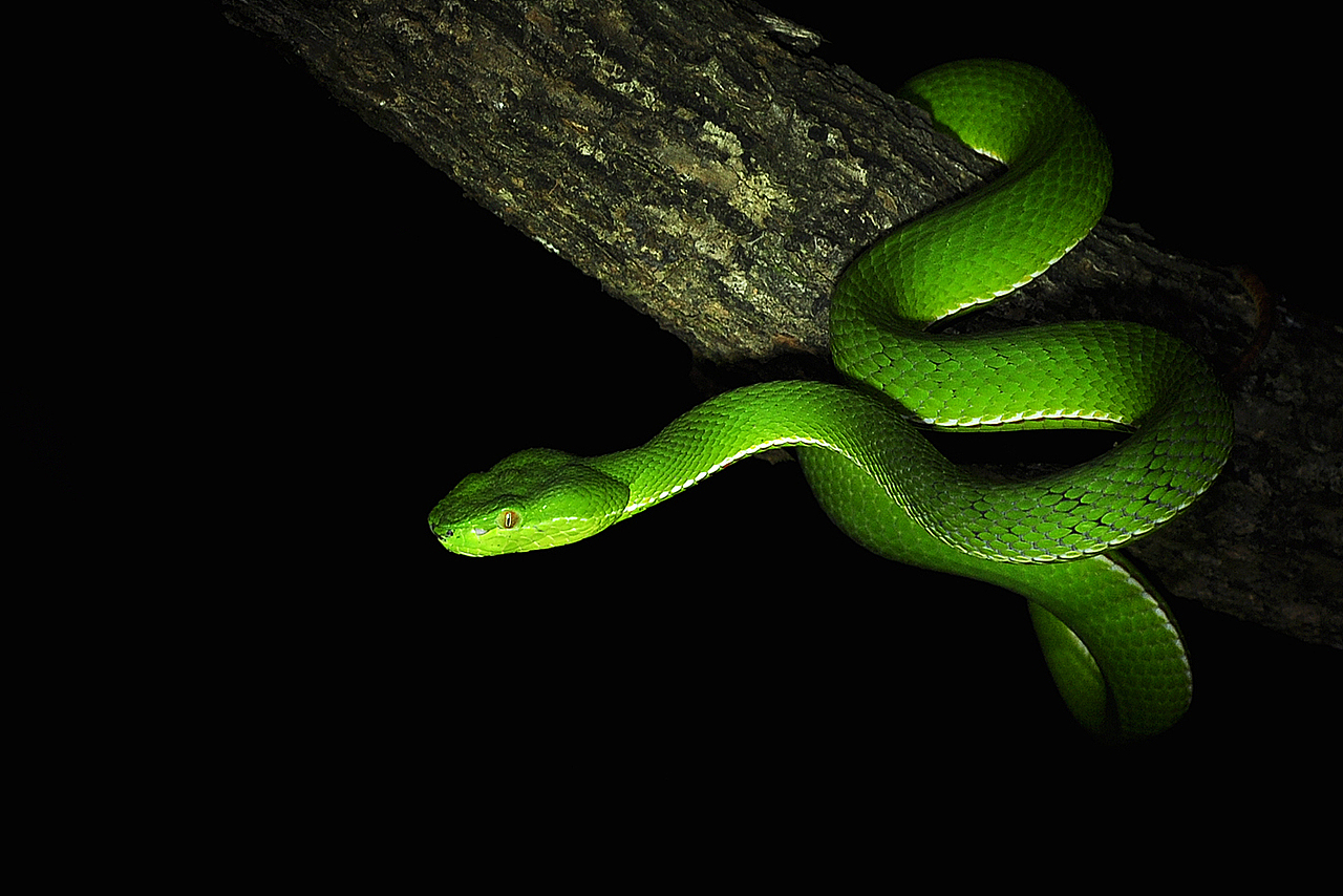 福建竹叶青0202拍摄于杭州闲林